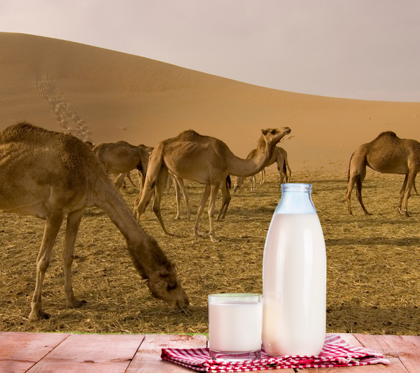 4 Fascinating Ways to Use Camel Milk