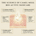 An infographic titled The Science of Camel Milk: Bio-Active Skincare features a drop above skin layers, highlighting benefits in Cammellatte Camel Milk Body Butter such as vitamin C, AHA lactic acid, amino acids, unique lipids, vitamins, and minerals.