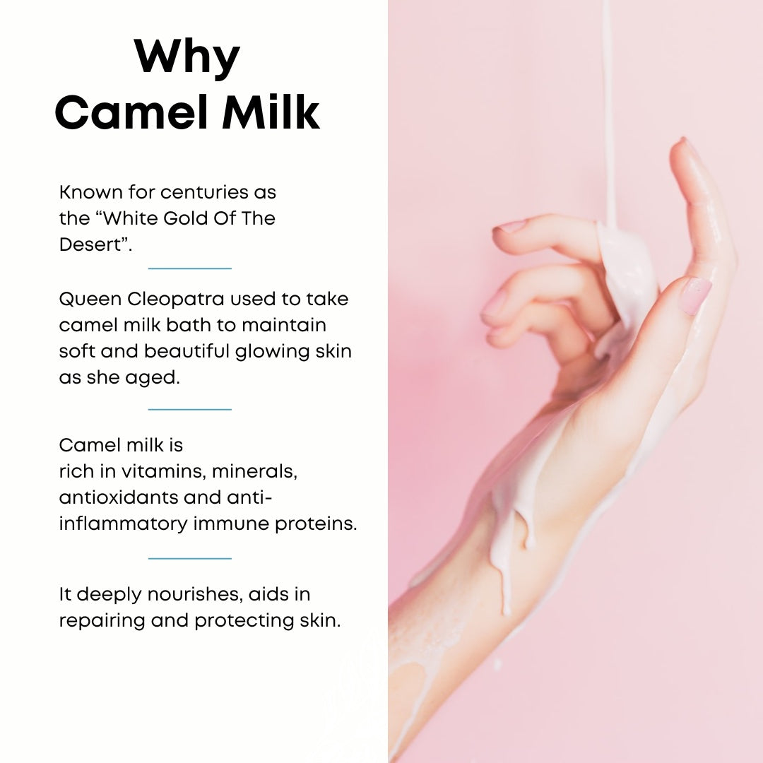 A hand is poured over with camel milk against a pink backdrop, highlighting its nutrients and historical skin benefits. This nourishing ritual offers a delicate touch. Cammellattes Delicious Body Butter with Gift Pouch makes an ideal gift to pamper someone special.